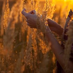 a woman is holding her hand out to the sun through some tall grass in a field