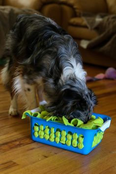 a black and white dog eating out of a blue litter box on the wooden floor