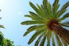 a palm tree with the sun shining through it's leaves and sky in the background