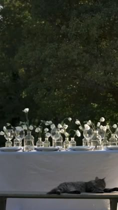 a cat laying on top of a wooden bench next to a table covered in glass vases