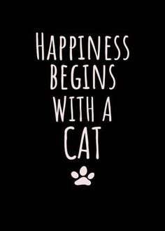 a black background with white lettering that says happiness begins with a cat