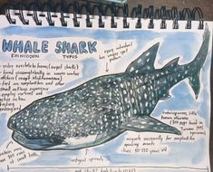 a drawing of a whale with information about it