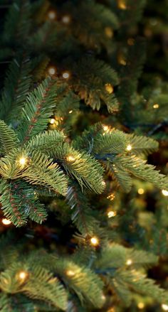 a close up of a pine tree with lights on it