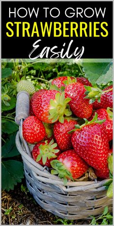 strawberries in a basket with the title how to grow strawberries easily