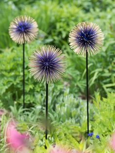 three blue flowers are in the grass