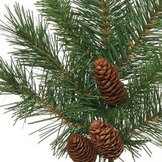 some pine cones are hanging from a tree