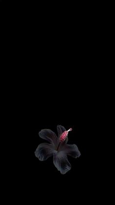 a black flower with pink stamens in the center on a dark night background