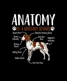 an anatomy of a dog on a black background