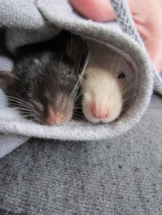 a person holding a small rat in a blanket