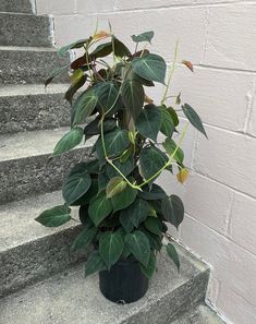 a potted plant is sitting on the steps