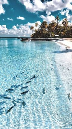 several fish swimming in the clear blue water near an island with palm trees and white sand