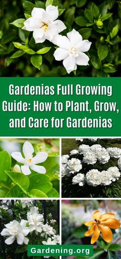 gardenia full growing guide - how to plant, grow and care for gardens