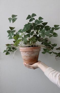 a person holding a potted plant with green leaves on it's side, against a white wall