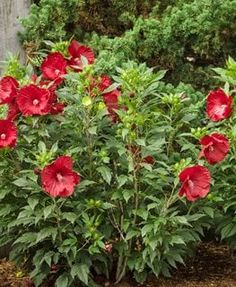 red flowers are blooming in the garden