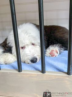 a white dog laying on top of a blue blanket next to black metal bars in a cage