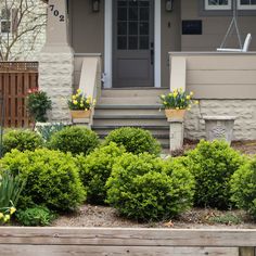 green velvet boxwoods staggered un a front garden bed surrounded by flowering bulbs in the early spring landscape Boxwood Green Velvet, Green Velvet Boxwood Landscaping, Velvet Boxwood, Korean Boxwood, English Boxwood, Boxwood Landscaping, Cypress Mulch, Types Of Mulch