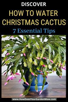 a blue potted plant with pink flowers and green leaves on the top, text reads how to water christmas cactus 7 essential tips