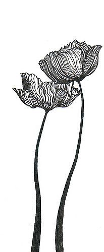 an ink drawing of two flowers on a white background with one flower in the foreground