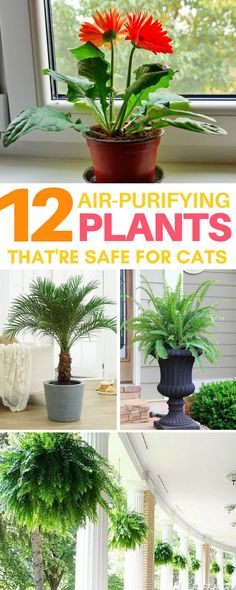 there are many different plants in the house and on the windowsill, with text overlay that says 12 air - purifying plants that're for cats