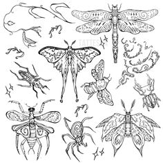 an ink drawing of different types of insects