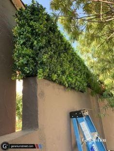 a ladder leaning against the side of a building with plants growing on it's sides