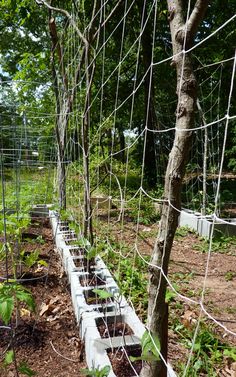 an outdoor garden with many plants growing in the ground and wire fencing around it's edges