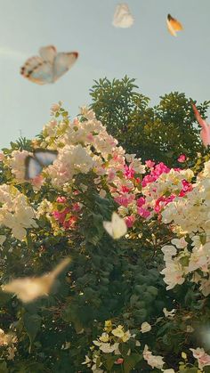 white and pink flowers with butterflies flying in the air above them on a sunny day