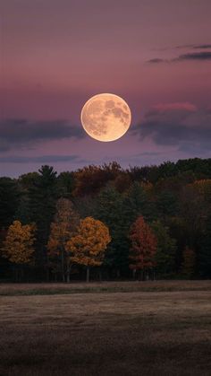 the full moon is seen over trees in an open field at dusk with purple and yellow colors