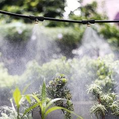 the sprinkles are spraying water on plants