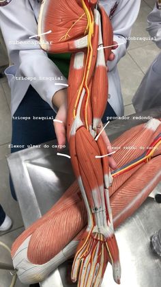 an image of the muscles and their major vessels on display in a medical office setting