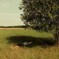 an animal that is laying down in the grass next to a tree and some bushes