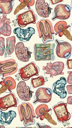 an illustration of the human body and its major organs, including the heart, lungs, stomachs, livers, cerephants, and more