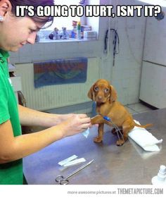 a woman is brushing her dog's teeth in the kitchen with an empty bottle