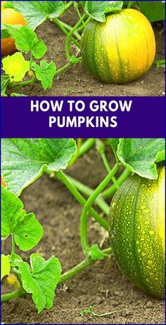 how to grow pumpkins in the garden