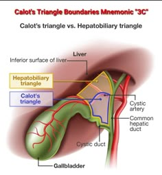 an image of a diagram of the inside of a human body, including the heart and lungs