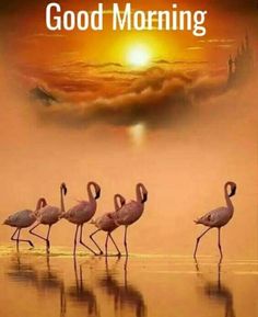 four flamingos are walking in the water with an orange sky and clouds behind them