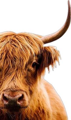 a brown cow with long horns standing in front of a white background and looking at the camera