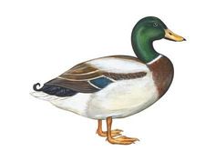 a drawing of a duck standing on one leg