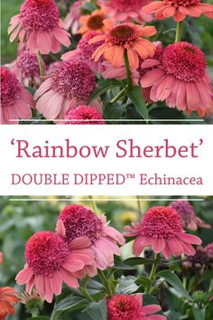 rainbow sherbet double dipped echinacea is the perfect color for any garden