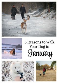 people walking their dogs in the snow with text overlay that reads 6 reasons to walk your dog in january