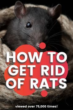 a rat in a basket with the words how to get rid of rats on it