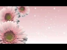 three pink daisies are in the middle of a blurry background with snow flakes