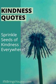 a dandelion with text that reads,'i think you know what kind of things