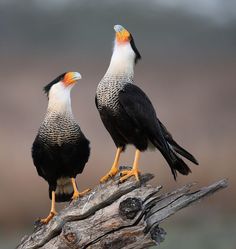 two birds sitting on top of a tree branch next to each other and looking at something in the distance