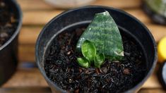 a small green plant in a black pot on a wooden table next to other plants