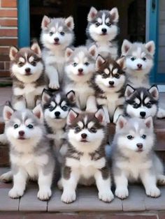 a group of husky dogs sitting on the steps