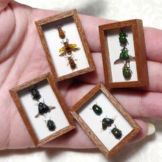 four framed insect specimens are in the palm of someone's hand