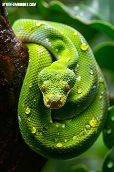 a green snake is curled up on a tree branch with drops of water all over it