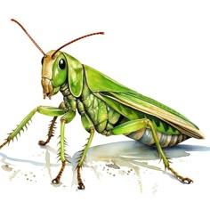 a close up of a grasshopper insect on a white background with watercolor paint