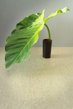 a large green leaf in a black vase